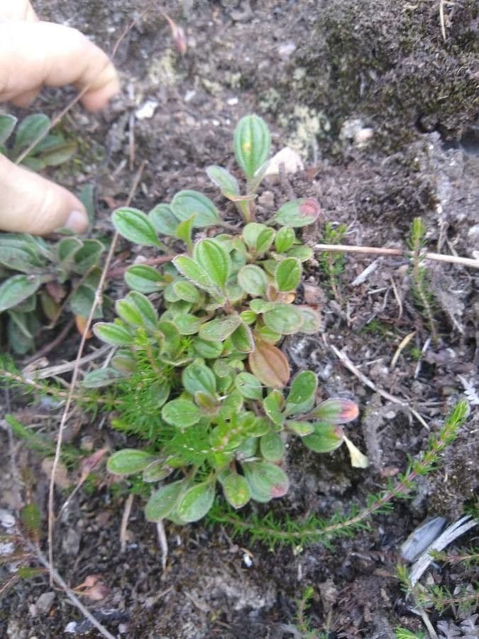 Tuberaria 9