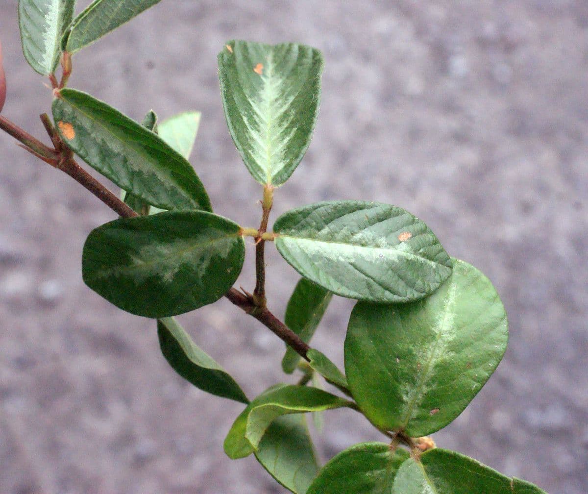 Desmodium 20