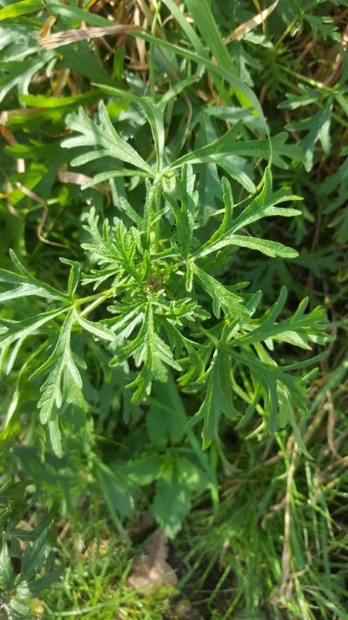 Malva moscata 18