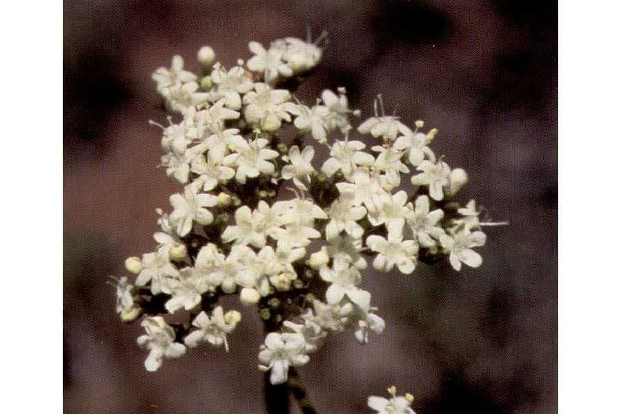 Valeriana occidentale 2