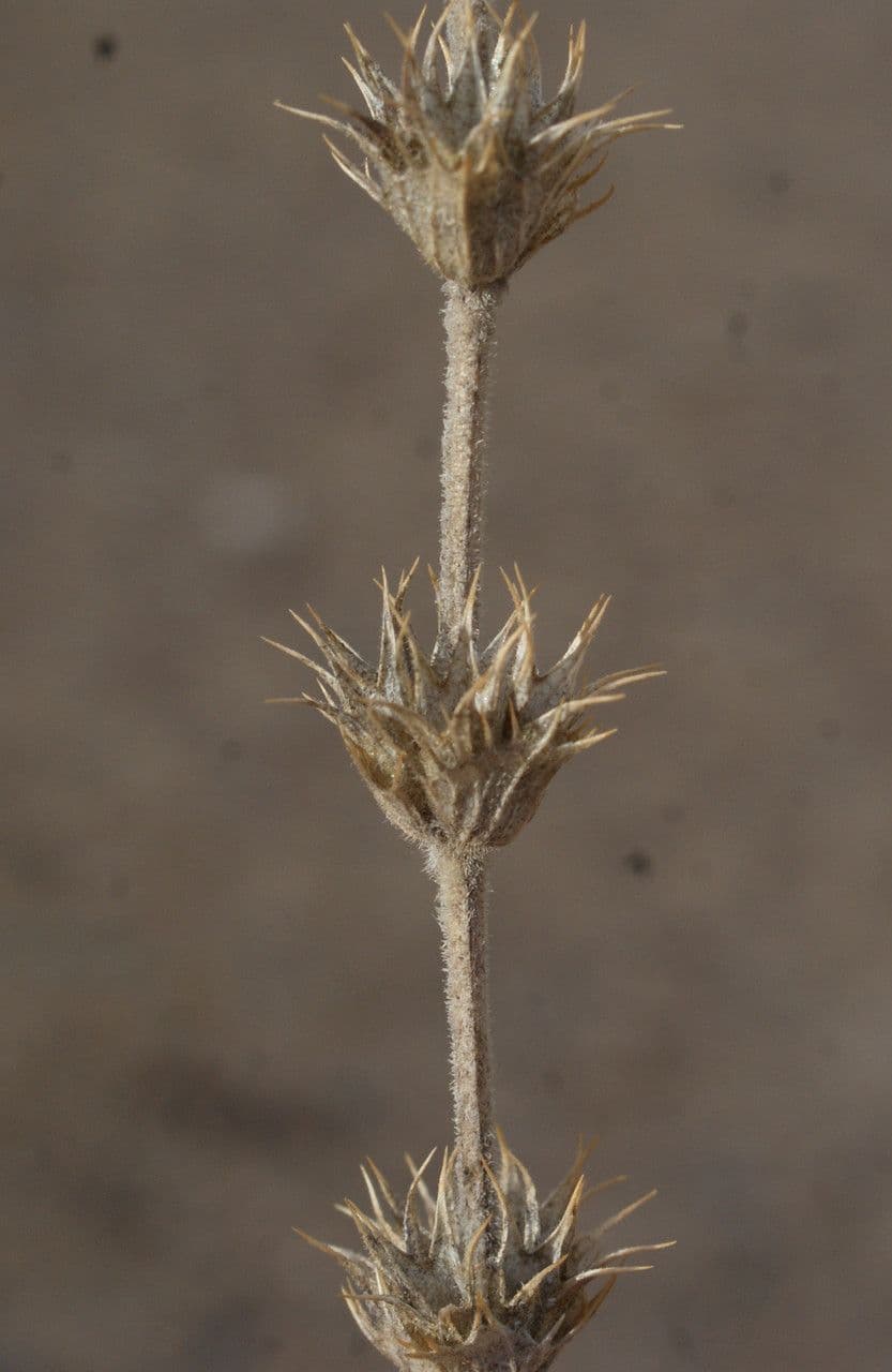 Sideritis hirsuta 5