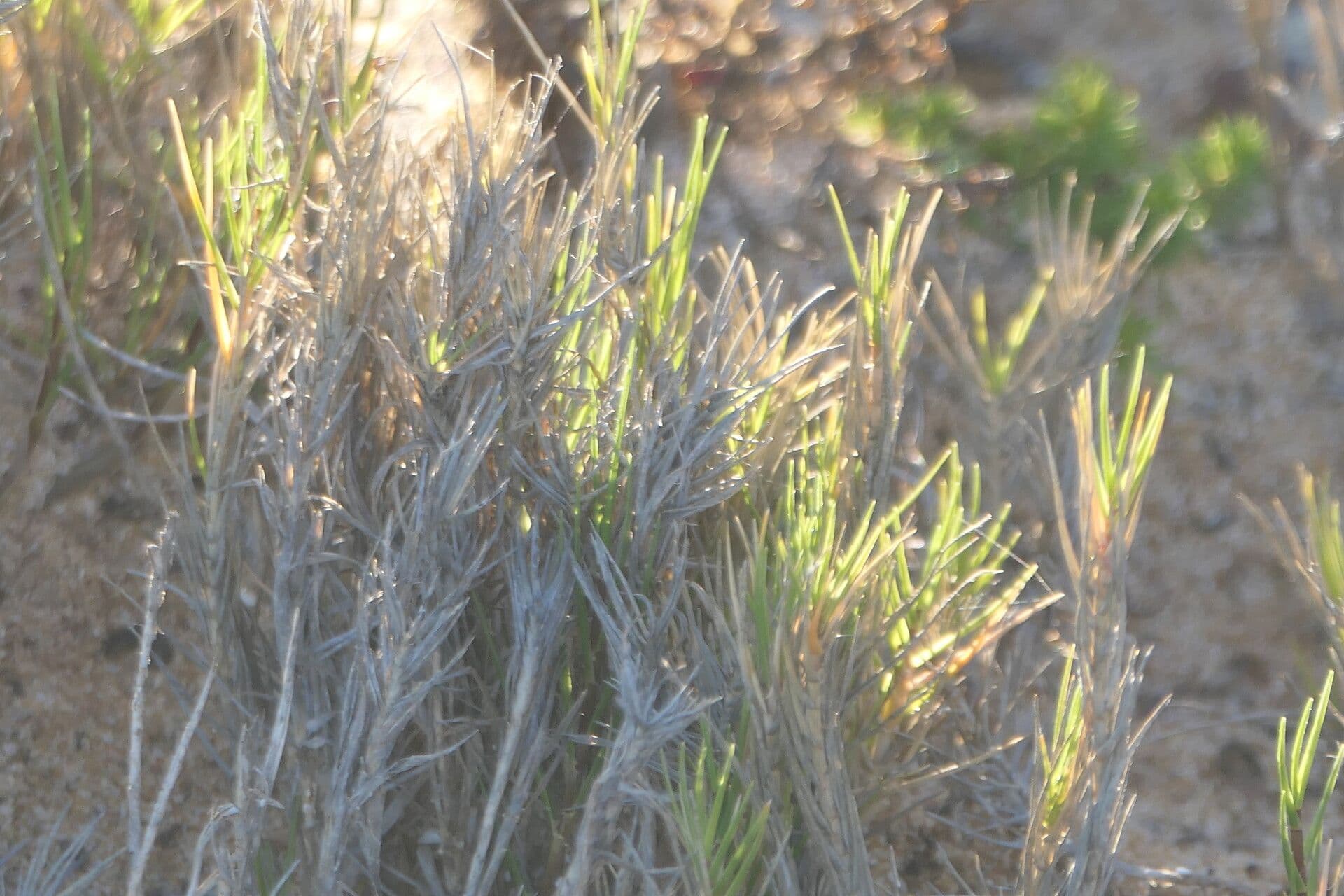 Rooibos 5