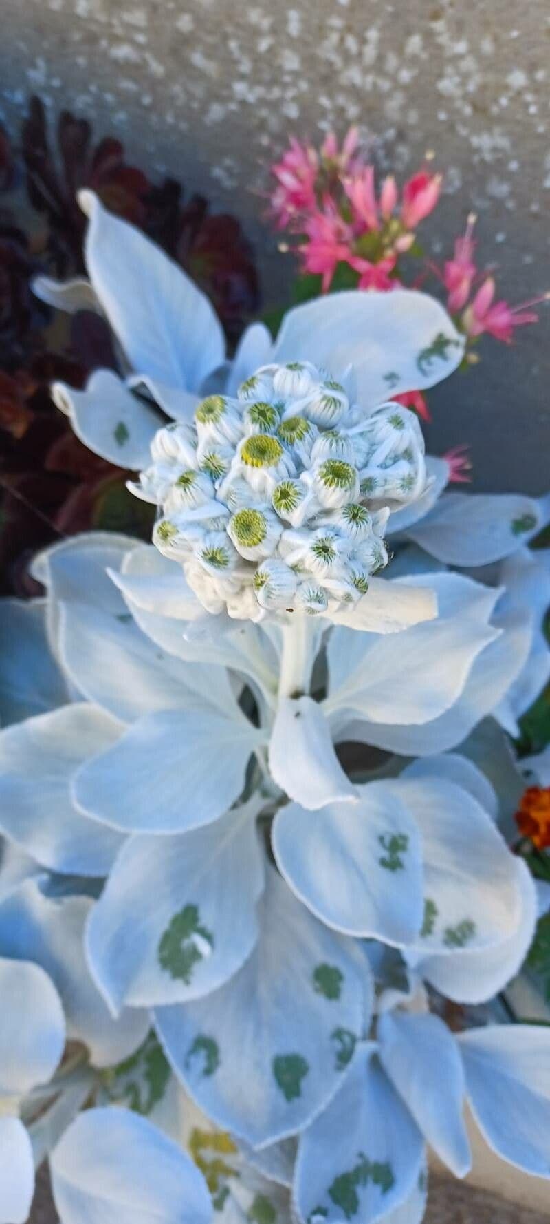 Senecio 3