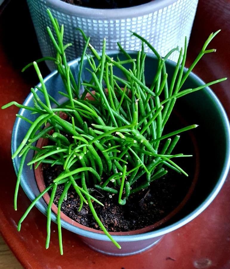 Cactus vischio 13