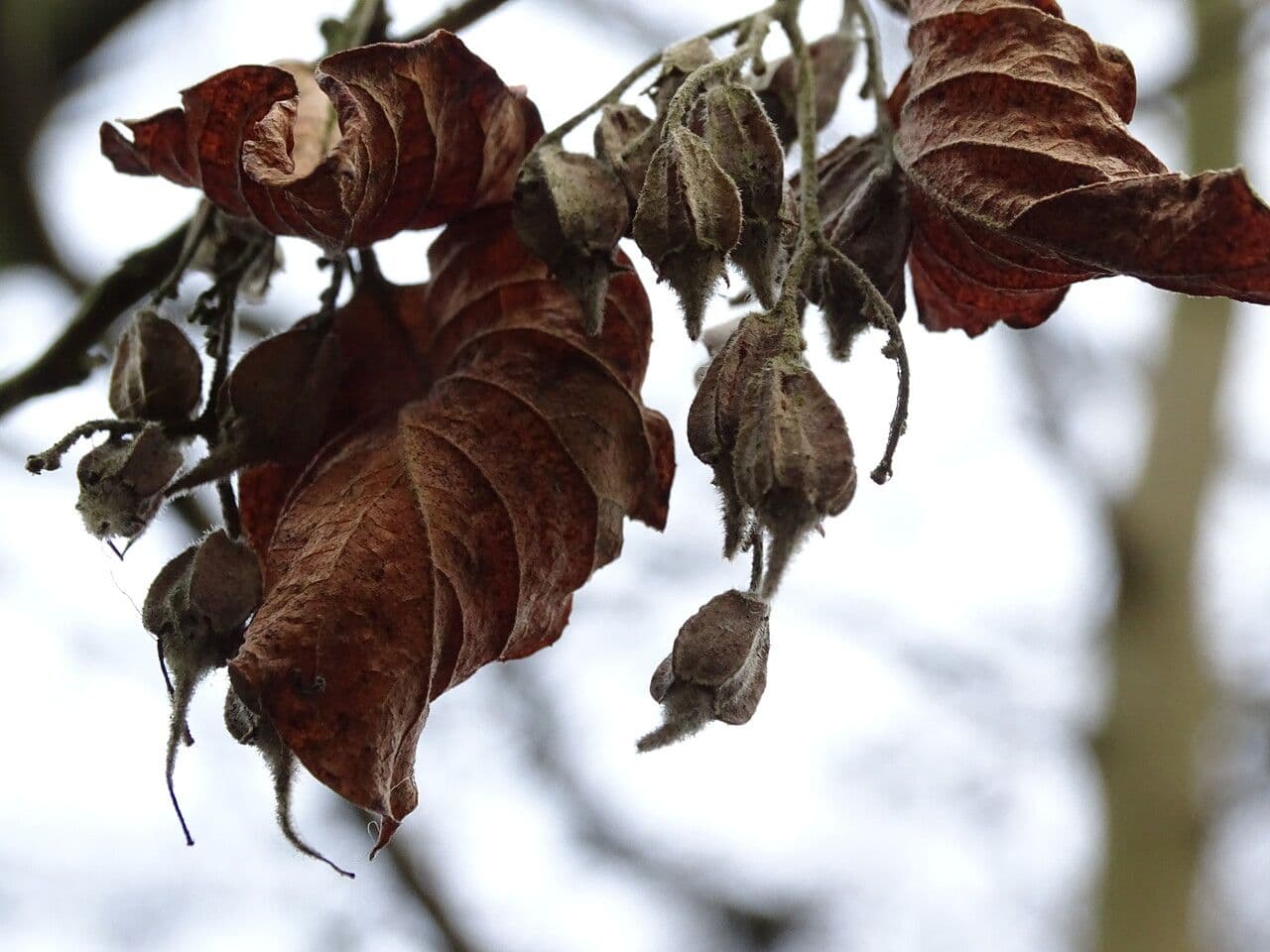 Pterostyrax 7