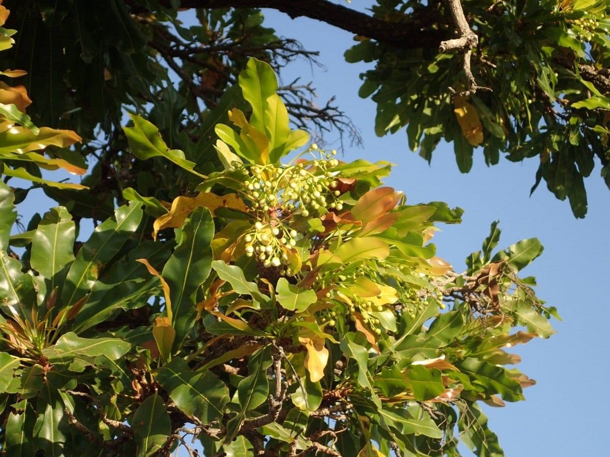 Lophira 11