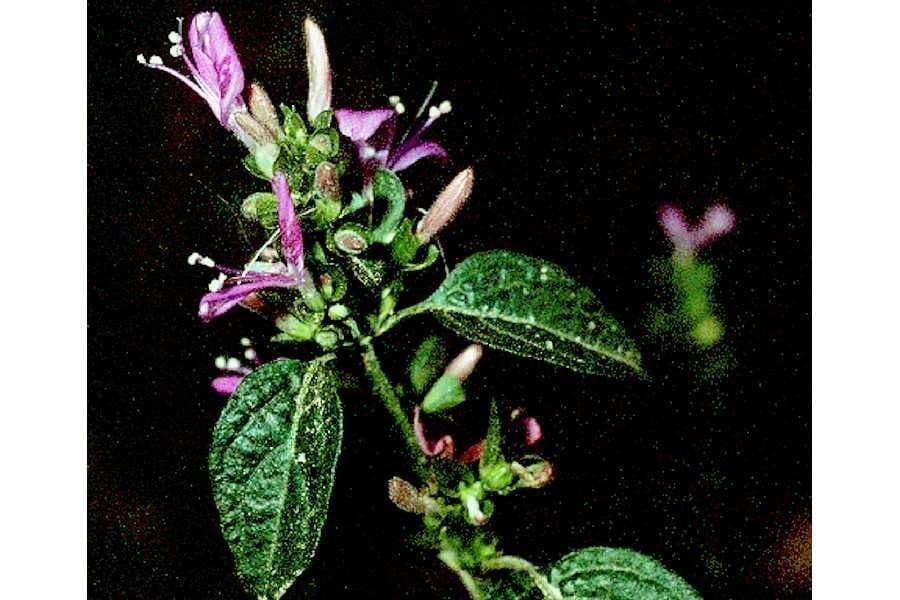 Ala piegata ramificata