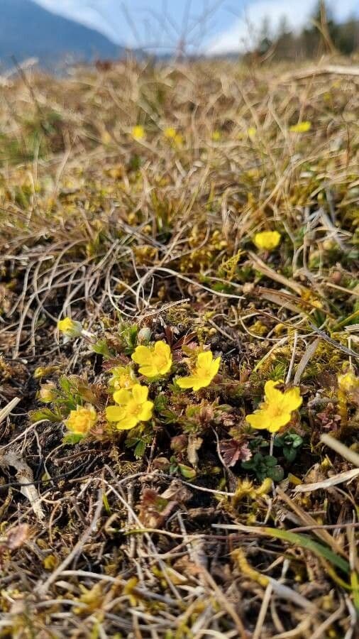 Potentilla piccolina 3