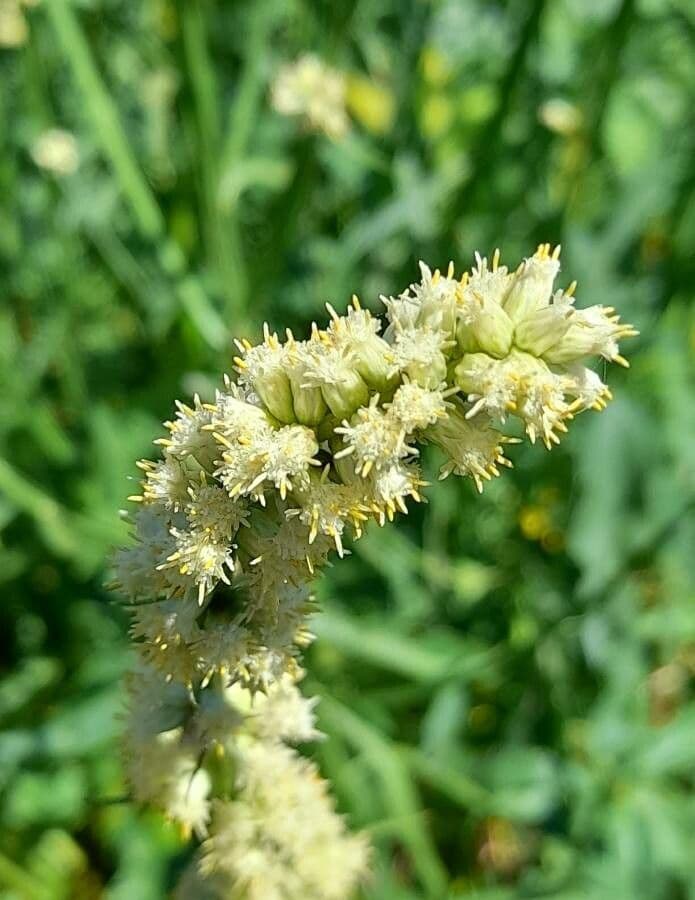 Baccharis