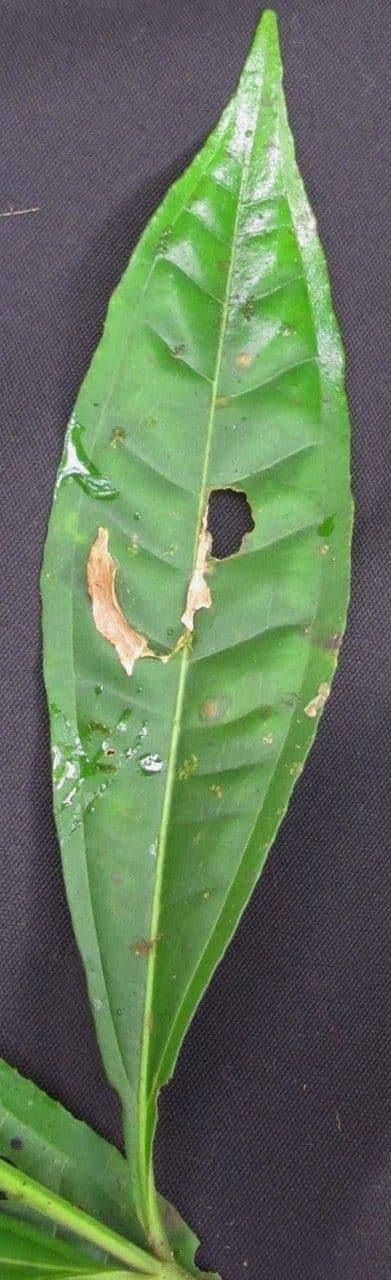 Miconia a tre nervature 13