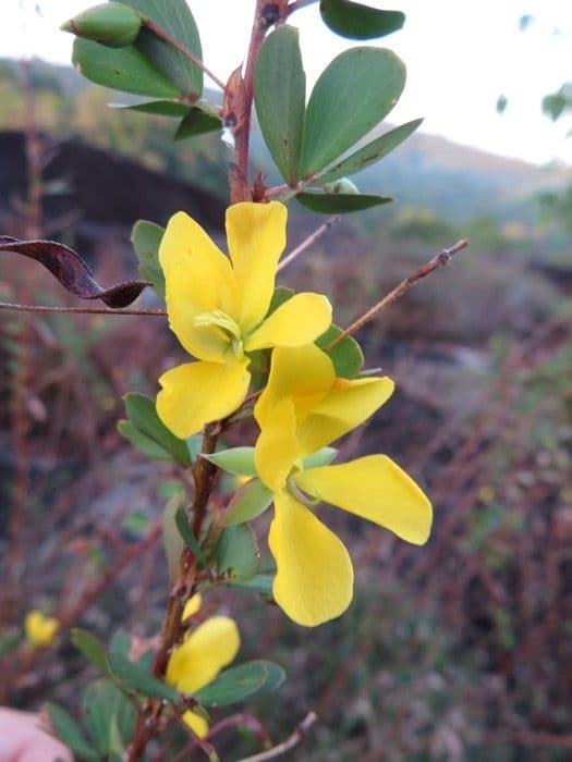 Cassia diphylla 10