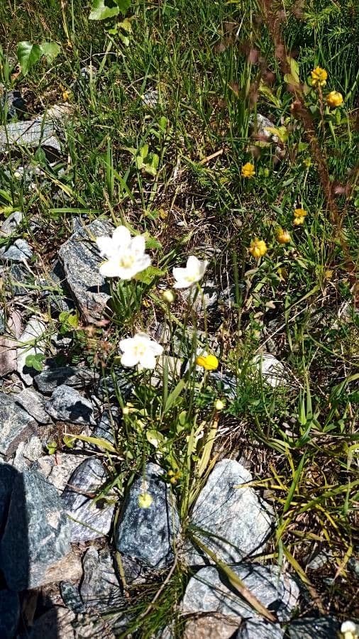 Parnassia 22