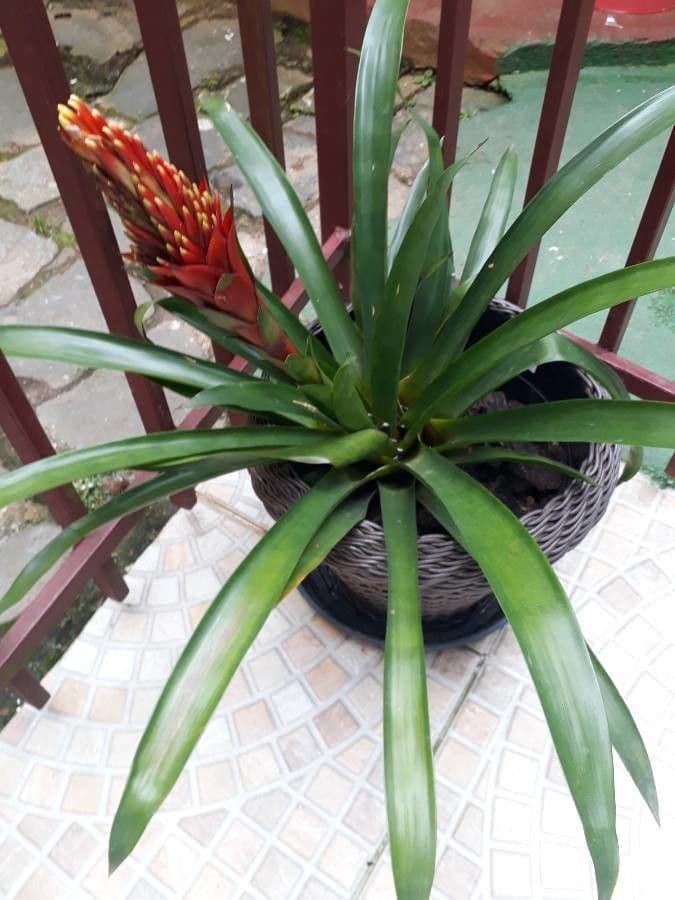 Guzmania monostachia 12