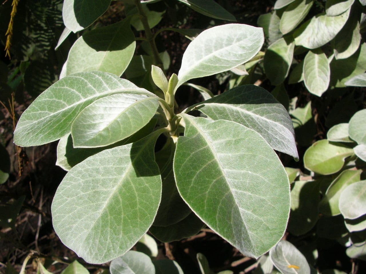 Achyranthes 12