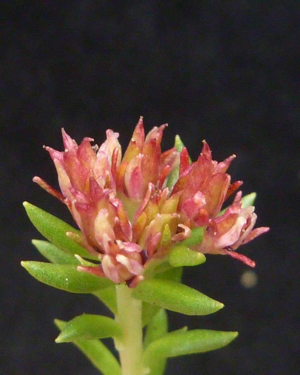 Rhodiola