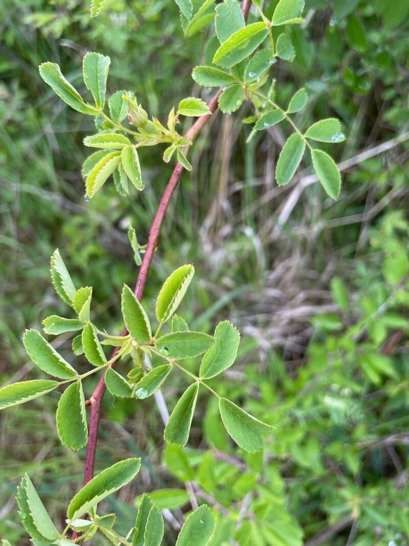 Kleinblütige Rose 25