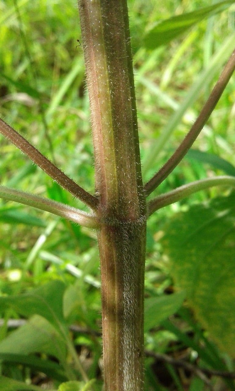 Basilico indiano 25