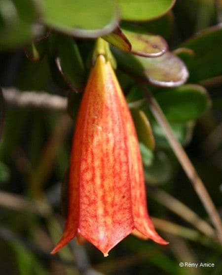 Thiollierea