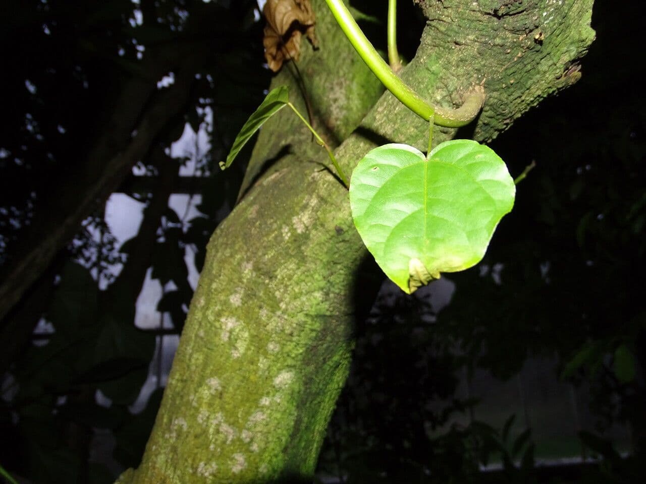 Achiote 22