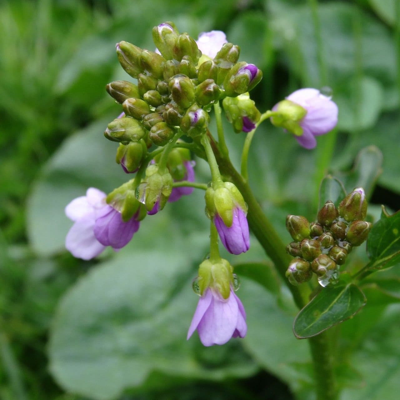 Cardamine raphanifolia 5