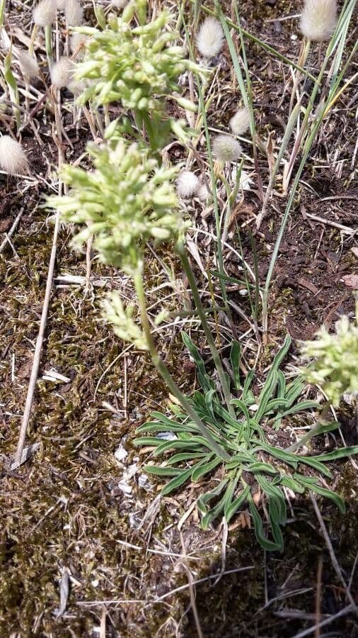 Silene 5