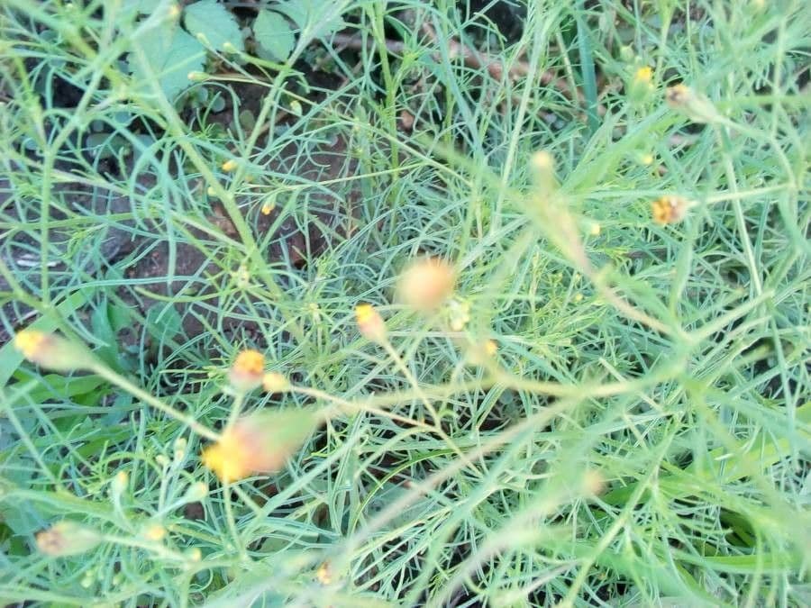 Amphiachyris dracunculoides 16