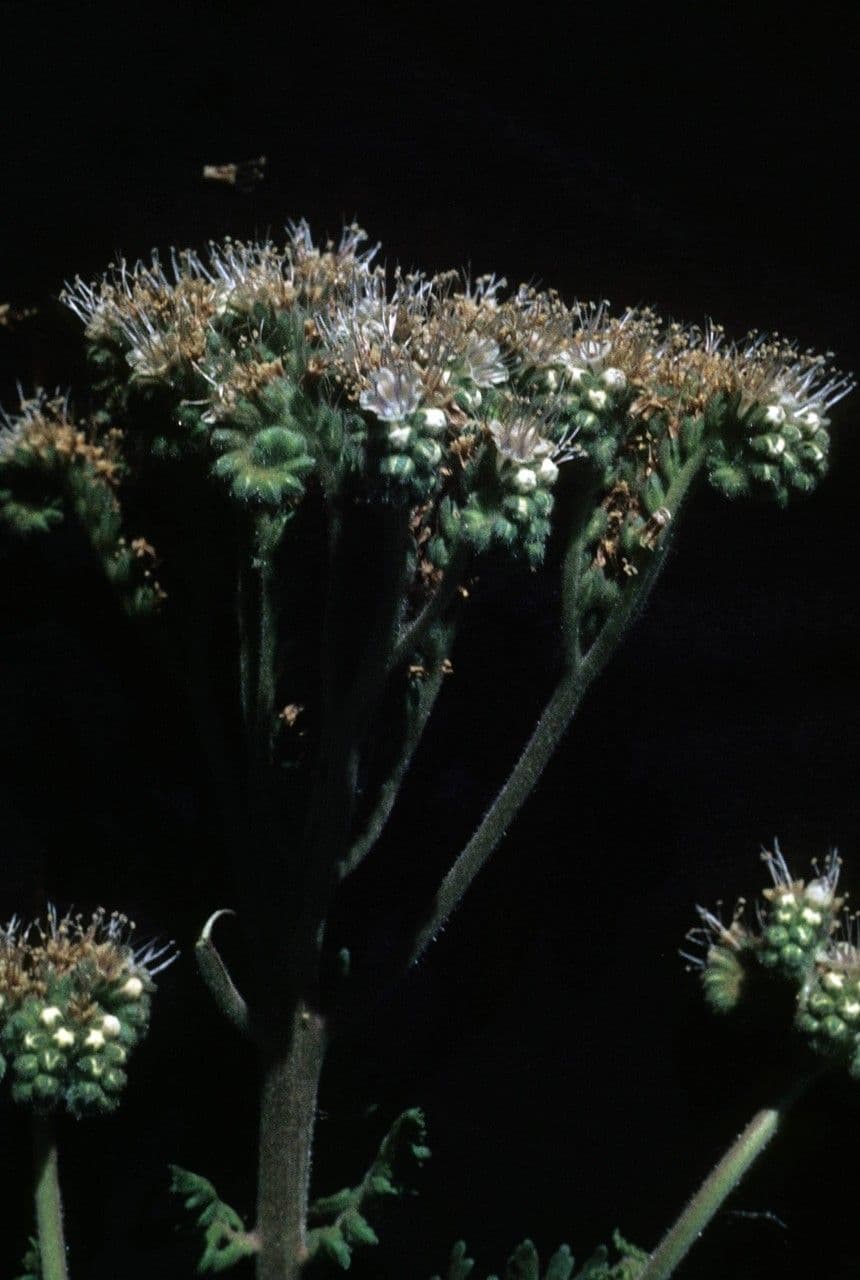 Neumexikanische Phacelia