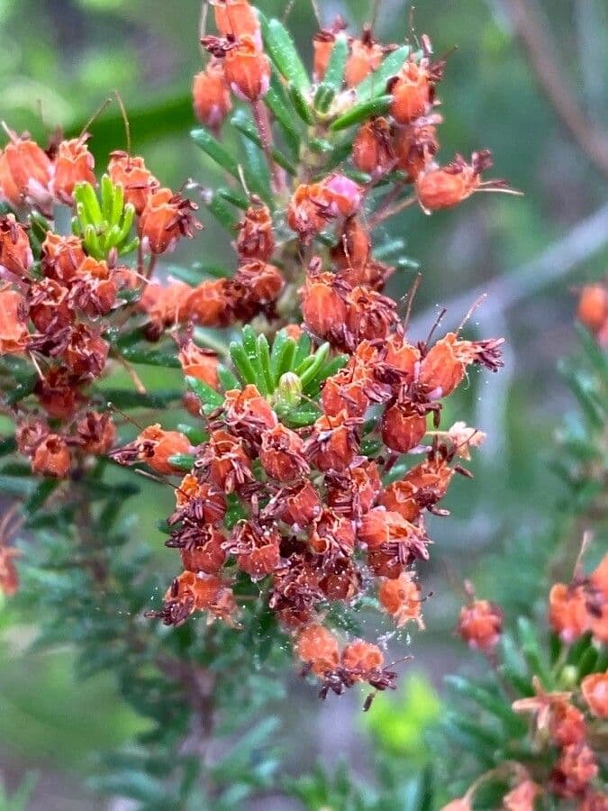 Erica multiflora 5