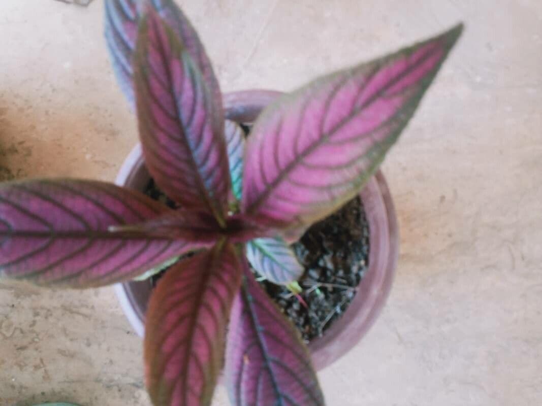 Strobilanthes 4
