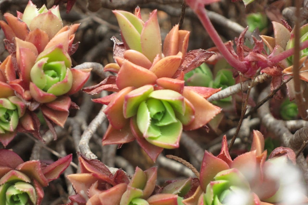 Aeonium decorum 18