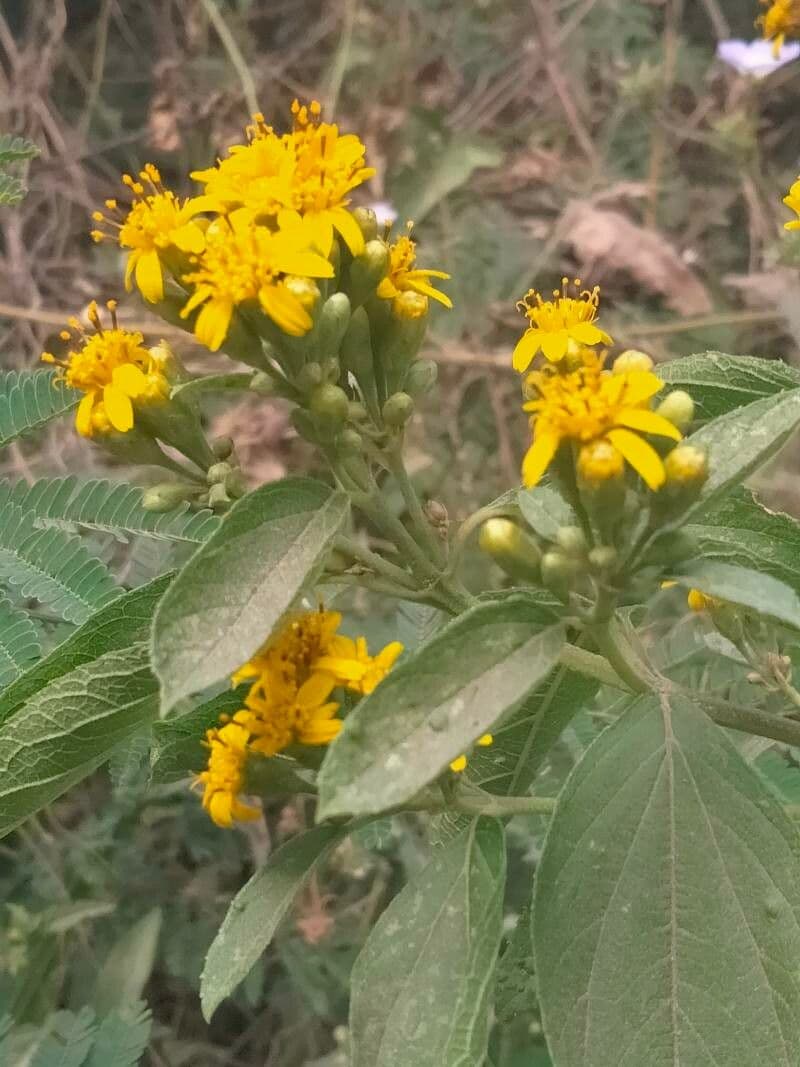 Calea urticifolia 4