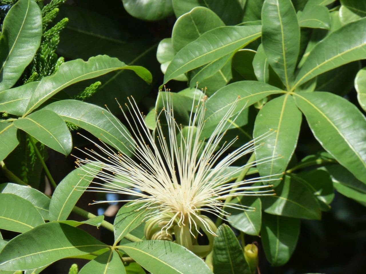 Pachira glabra 6