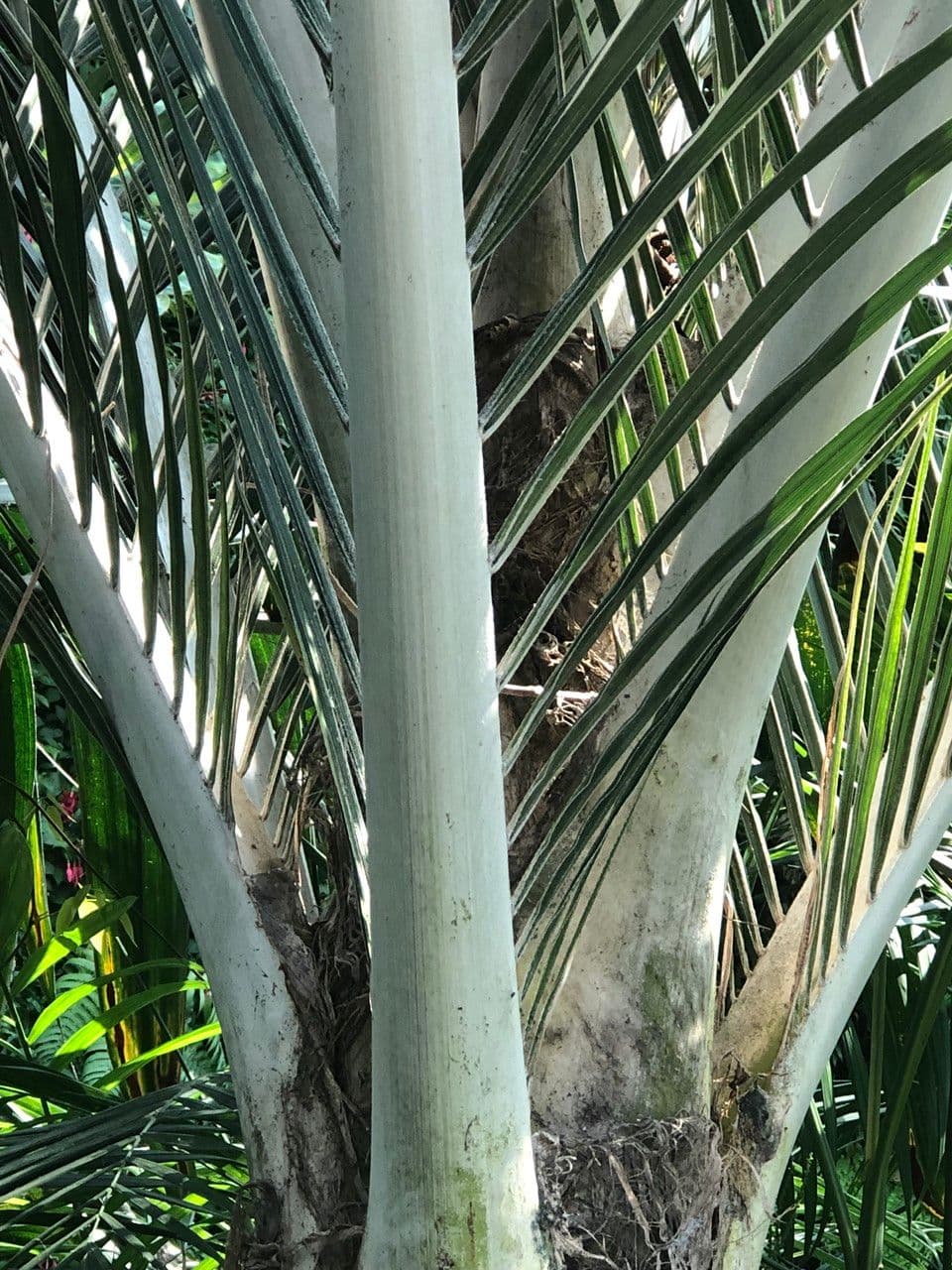 Palma Nikau 22