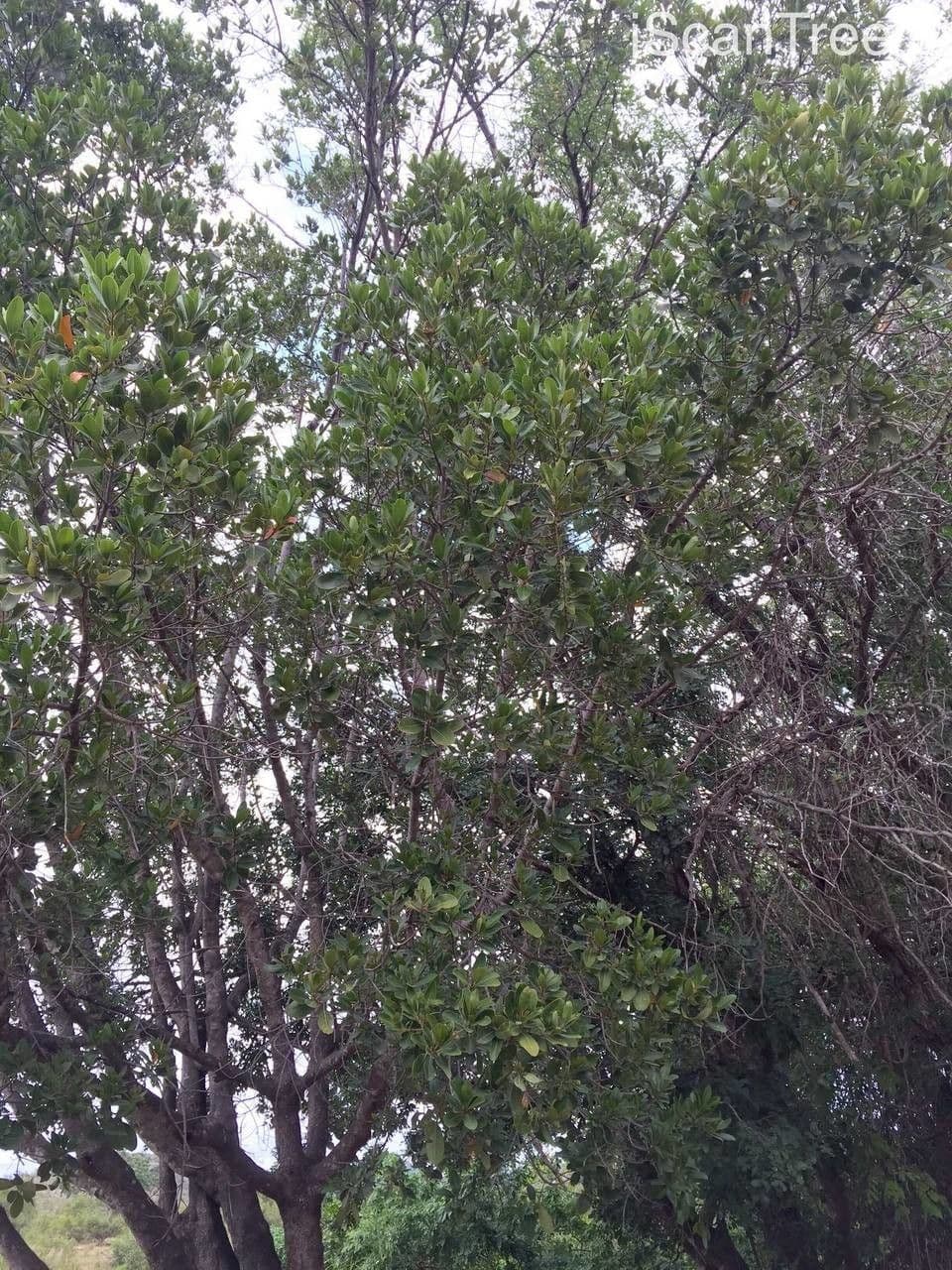 Manilkara 10