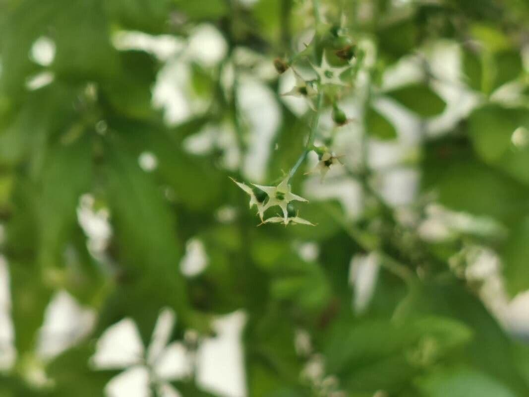 Gynostemma pentaphyllum 2