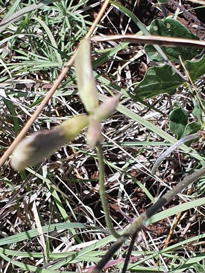 Vigna frutescens 23