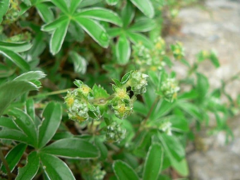 Przytulia 5