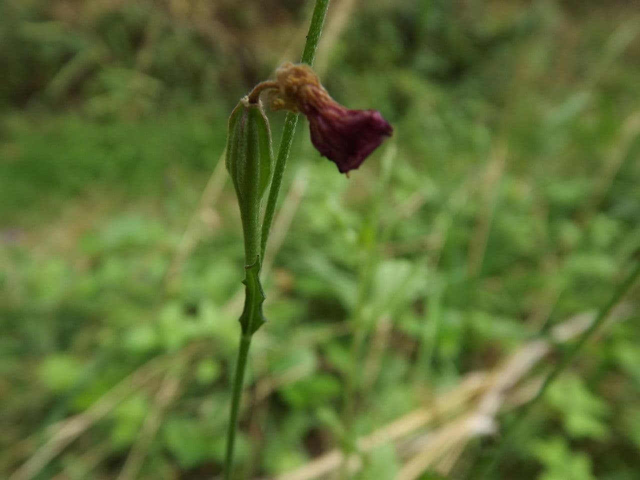 Enagra 28