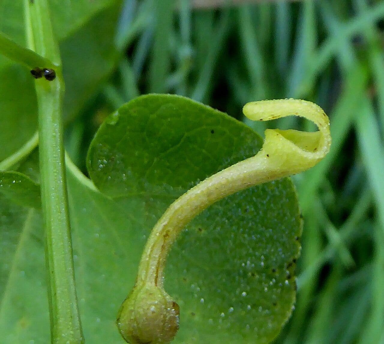 Osterluzei 6