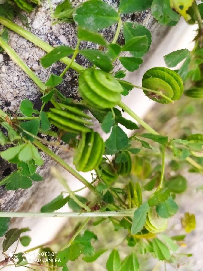 Erba medica orbicolare 18