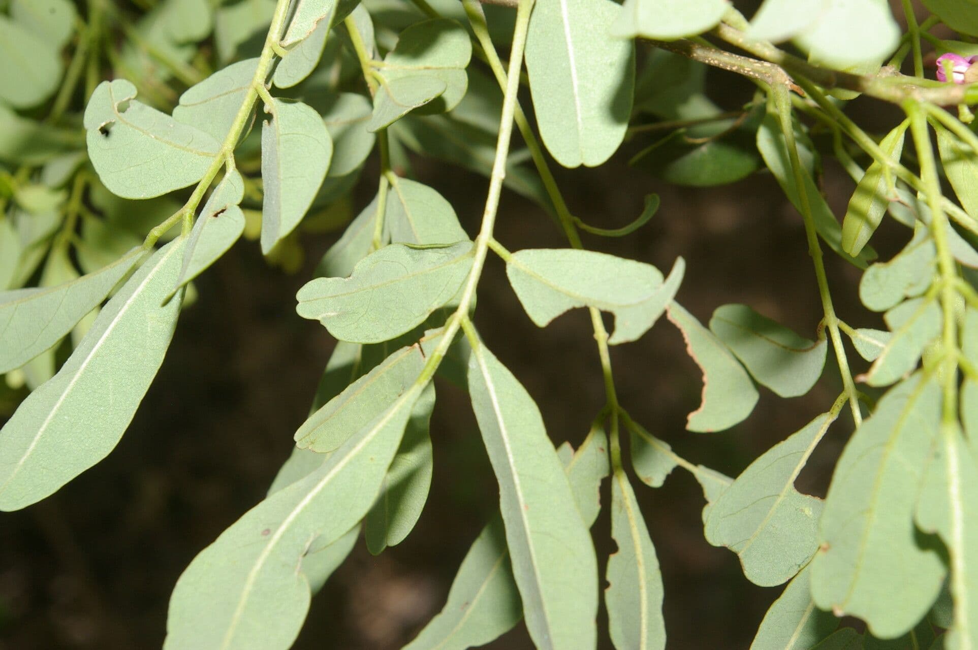 Lonchocarpus lanceolato 13