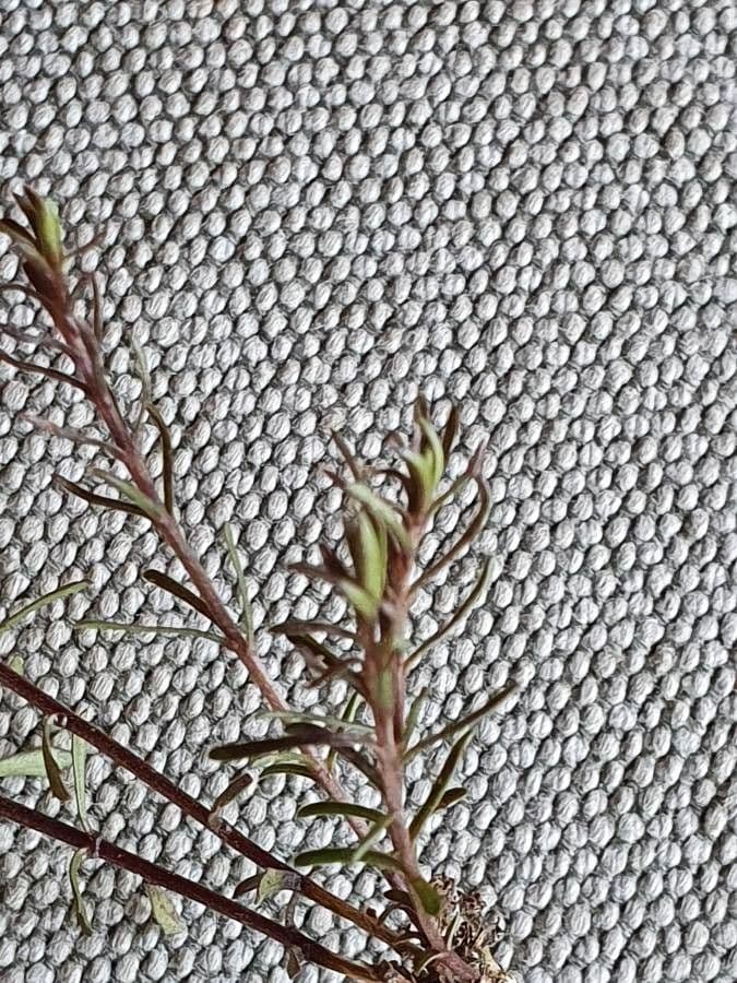 Vahlenbergia 7