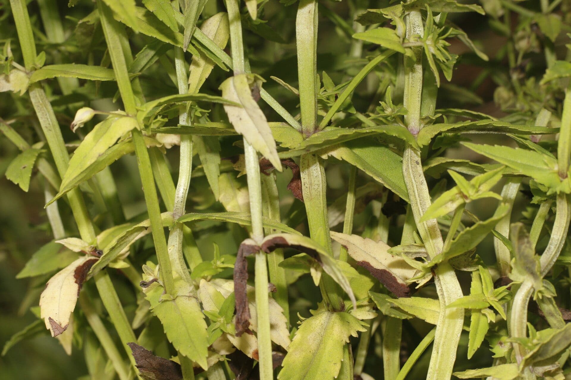 Bacopa laxiflora 9