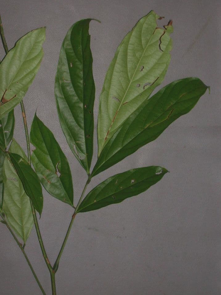 Rourea 7
