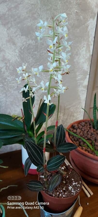 Schmuckorchidee 6