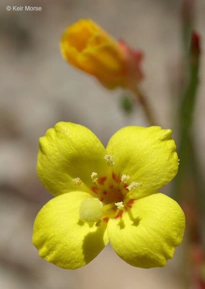 Onagra 3