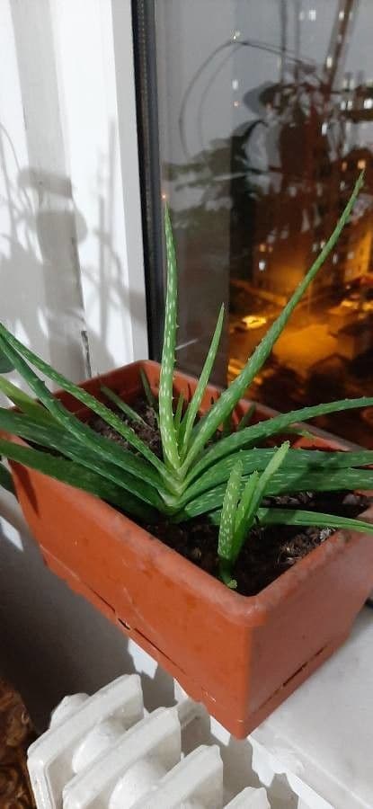 Aloe vera 19