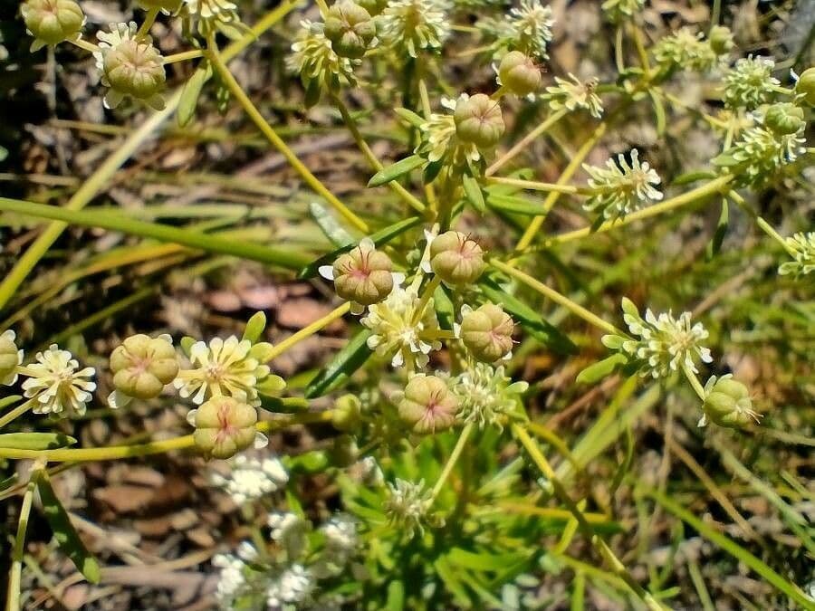 Poranthera