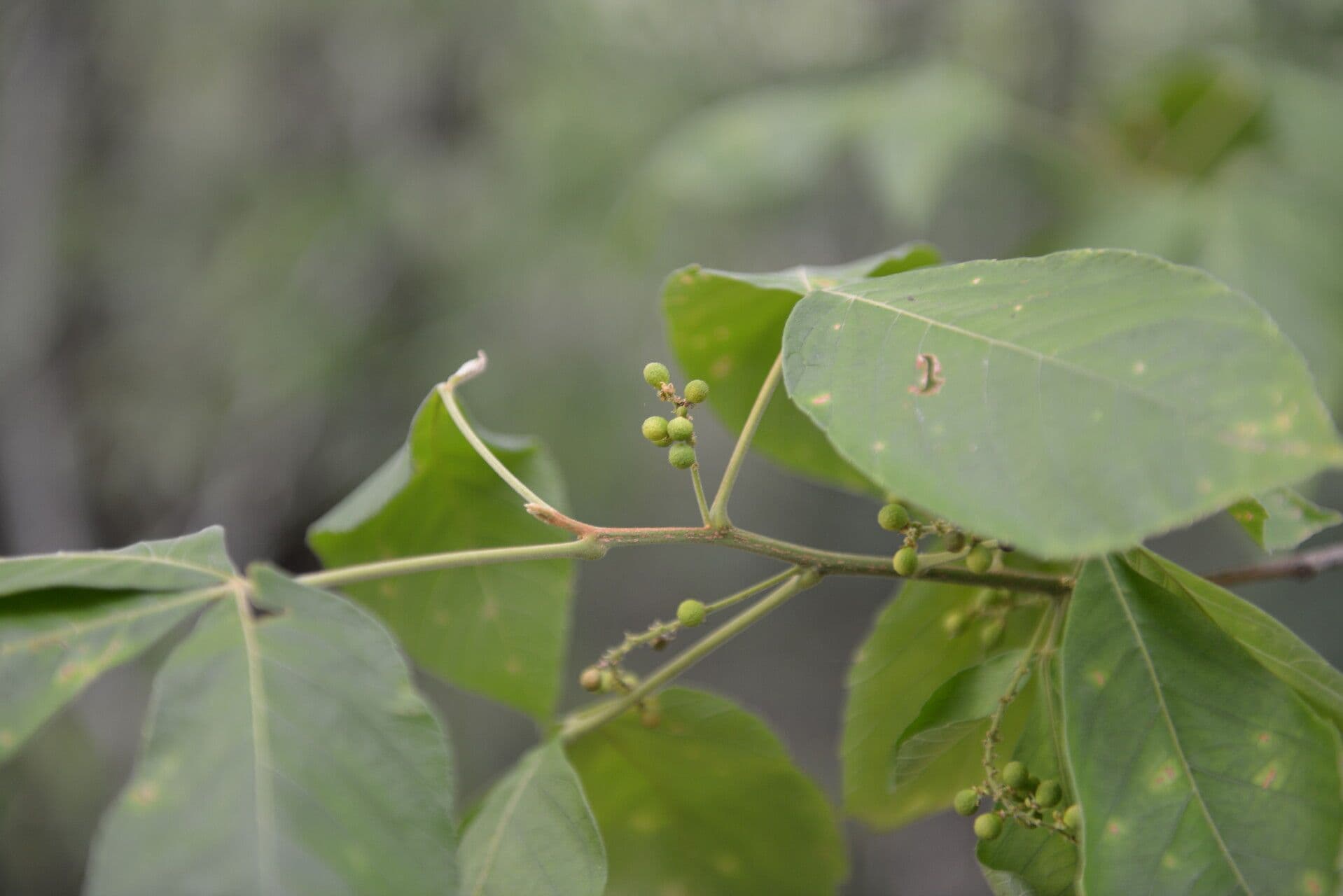 Allophylus racemoso 3