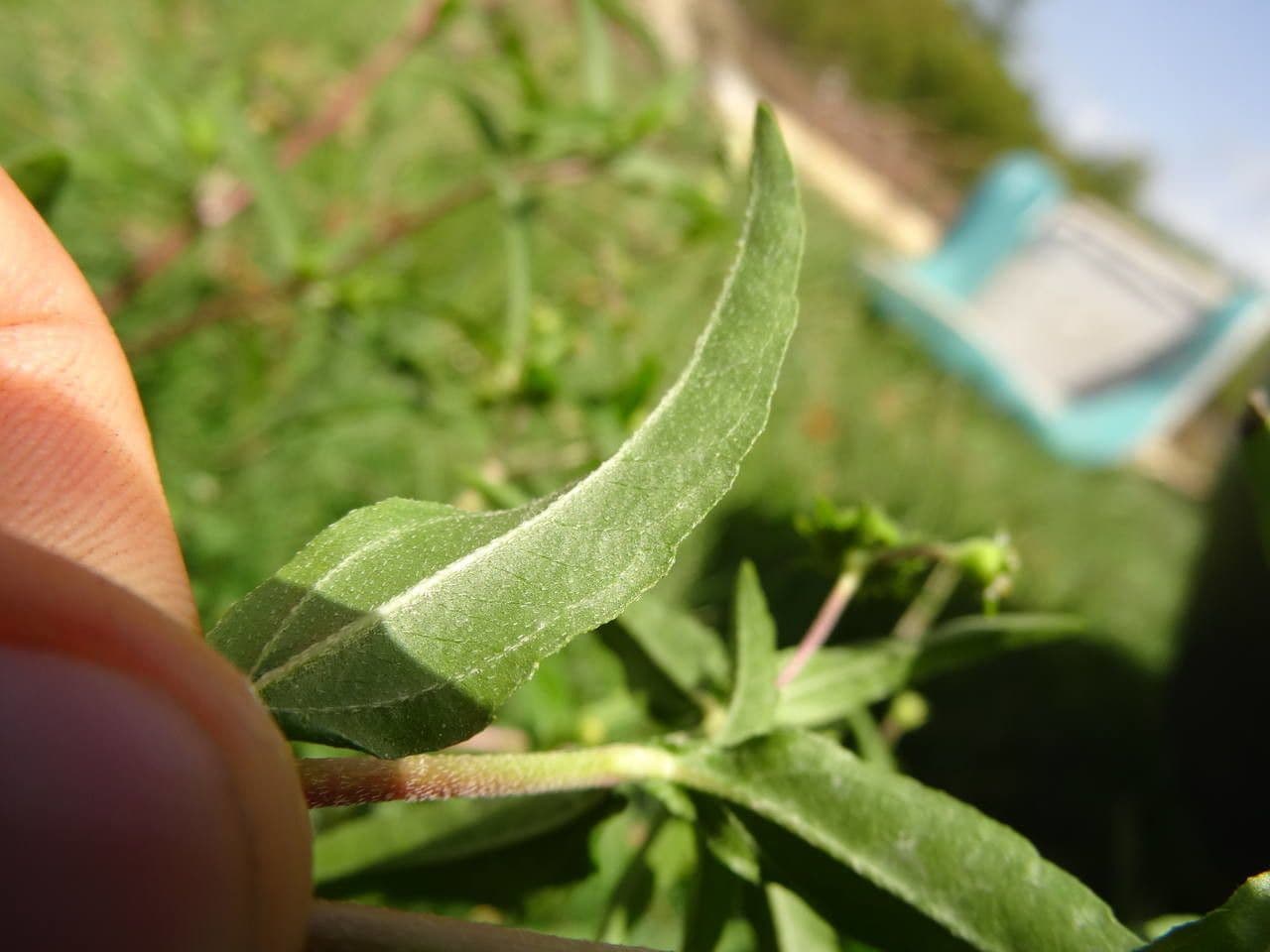 Eclipta 27
